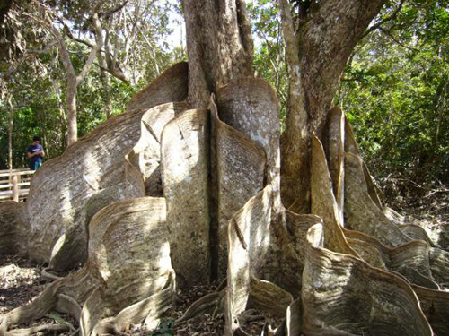 西表島の名物の木（サキシマスオウノキ）