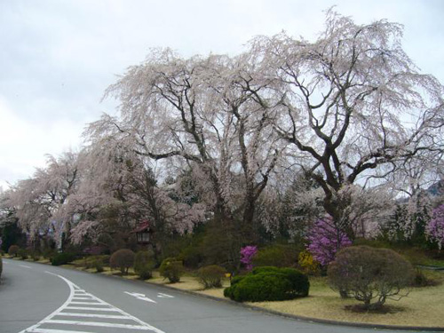 富士ビューホテルの前のしだれ桜
