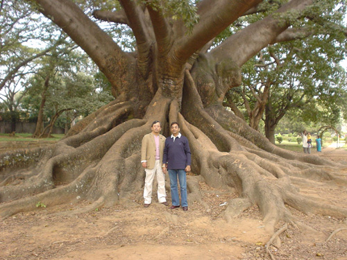 バンガロールのボタニカル・ガーデンで樹齢８００年と言われる巨木の前でチャタルジー君と